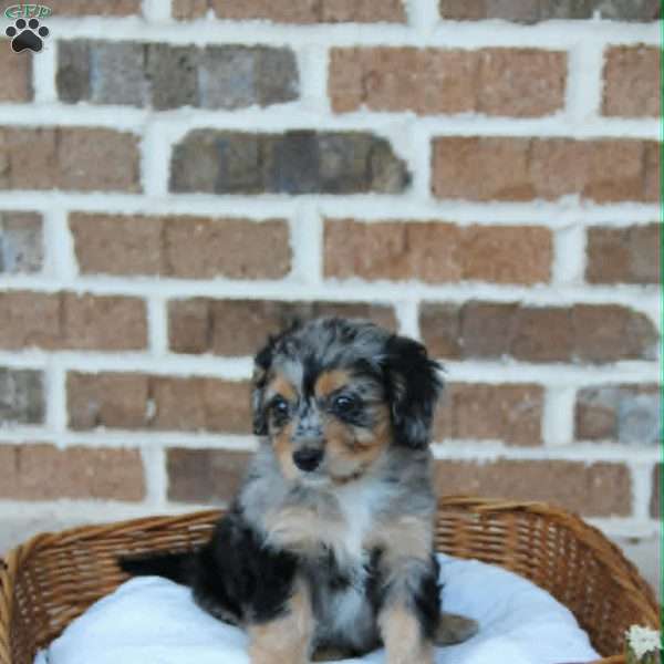 Casey, Cavapoo Puppy